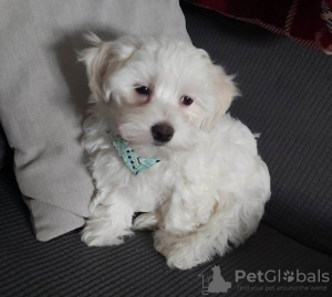 Photo №4. Je vais vendre bichon maltais en ville de Флорида Сити. éleveur - prix - 473€