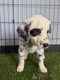 Photo №1. dalmatien - à vendre en ville de Munich | négocié | Annonce №168622