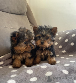 Photo №2 de l'annonce № 156383 de la vente yorkshire terrier - acheter à Allemagne 