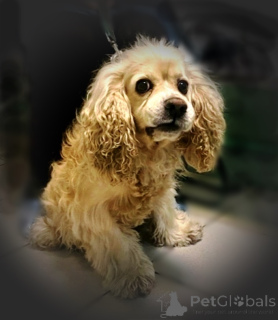 Photo №1. cocker américain - à vendre en ville de Rivière moscou | Gratuit | Annonce №160706