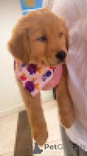 Photo №2 de l'annonce № 156079 de la vente labrador retriever - acheter à Allemagne éleveur