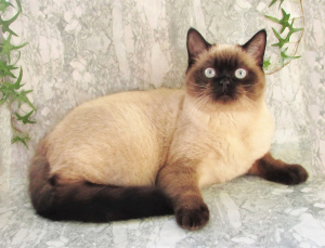 Photo №3. vendre un chat titré pour l'élevage aller aux favoris. Fédération de Russie