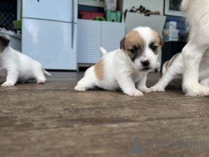 Photo №3. Süße Jack Russell Welpen WhatsApp 44 7453 907158. Allemagne