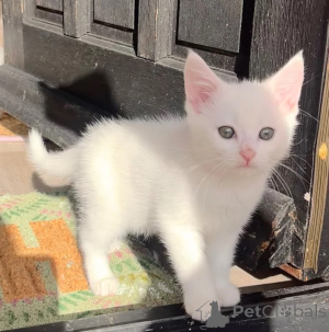 Photo №1. angora turc - à vendre en ville de Irlbach | 350€ | Annonce № 177574