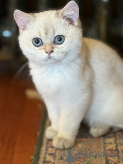 Photo №2 de l'annonce № 151221 de la vente british shorthair - acheter à Australie éleveur
