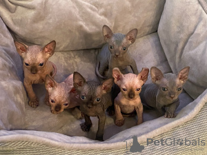 Photo №1. sphynx - à vendre en ville de New york | 852€ | Annonce № 111490