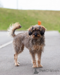Photo №4. Je vais vendre chien bâtard en ville de Saint-Pétersbourg. annonce privée - prix - Gratuit