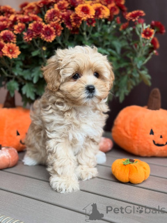 Photo №4. Je vais vendre maltipu en ville de Beaufort. annonce privée - prix - 550€