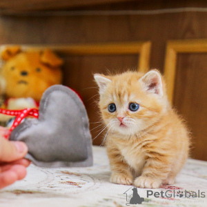 Photo №1. munchkin - à vendre en ville de Aberts | 291€ | Annonce № 155838