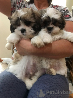 Photo №1. shih tzu - à vendre en ville de Munich | 300€ | Annonce №69765