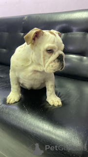 Photo №4. Je vais vendre bulldog anglais en ville de Москва. annonce privée, de la fourrière, éleveur - prix - 1617€