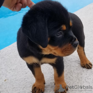 Photo №2 de l'annonce № 22862 de la vente rottweiler - acheter à USA annonce privée