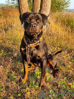 Photo №4. Je vais vendre rottweiler en ville de Москва. annonce privée - prix - Gratuit