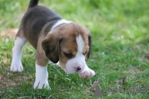 Photo №2 de l'annonce № 161165 de la vente  - acheter à Espagne 