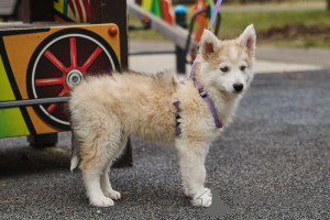 Photo №4. Je vais vendre chien bâtard en ville de Москва.  - prix - Gratuit