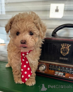 Photo №2 de l'annonce № 167673 de la vente maltipu - acheter à Allemagne annonce privée, éleveur