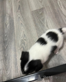 Photo №1. jack russell terrier - à vendre en ville de Helsinki | 600€ | Annonce №172167