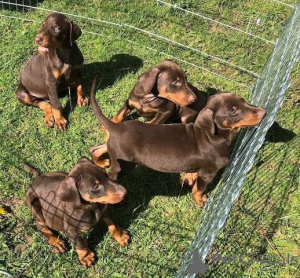 Photo №1. dobermann - à vendre en ville de Fracasse | 350€ | Annonce №147590