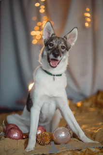 Photo №3. Samur cherche une maison. Fédération de Russie