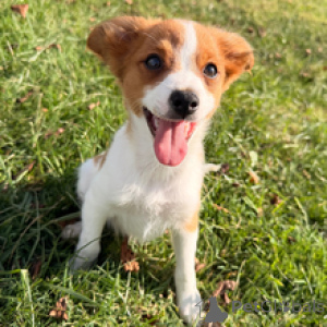 Photo №4. Je vais vendre papillon en ville de Berlin. annonce privée - prix - 500€