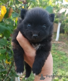 Photo №2 de l'annonce № 138785 de la vente spitz nain - acheter à USA éleveur