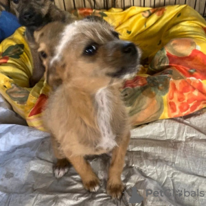 Photo №2 de l'annonce № 72046 de la vente border terrier - acheter à La finlande annonce privée, éleveur