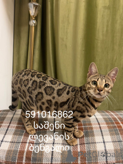 Photo №3. Chat du Bengale Chat du Bengale F3. Georgia