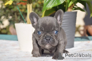 Photo №4. Je vais vendre bouledogue en ville de Canki.  - prix - 331€