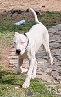 Photos supplémentaires: Chiots Dogue Argentin