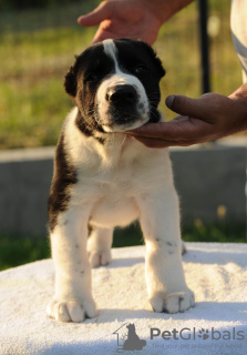 Photos supplémentaires: Chiots de berger d'Asie centrale