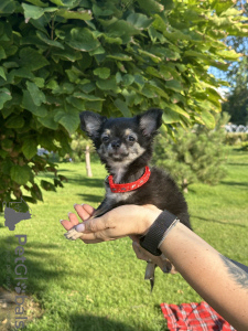 Photo №1. chihuahua - à vendre en ville de Almaty | 616€ | Annonce №114646