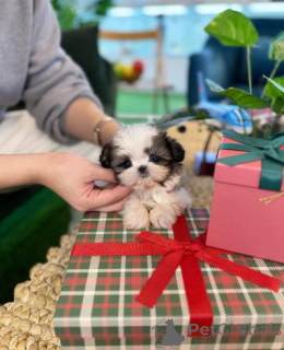 Photo №2 de l'annonce № 159861 de la vente shih tzu - acheter à Lituanie annonce privée