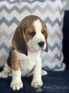 Photo №2 de l'annonce № 102249 de la vente beagle - acheter à USA annonce privée