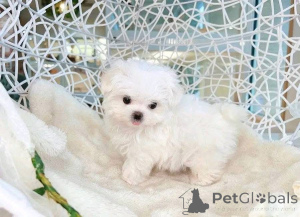 Photo №1.  - à vendre en ville de Atlanta | 581€ | Annonce №161136