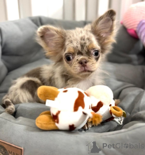 Photo №1. chihuahua - à vendre en ville de Karlsruhe | négocié | Annonce №159133