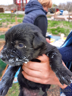 Photos supplémentaires: Schnauzer géant chiots mignons à vendre