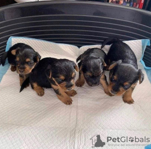 Photo №3. De magnifiques chiots Yorkshire Terrier disponibles maintenant pour des foyers. USA