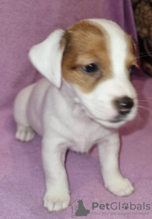 Photo №1. jack russell terrier - à vendre en ville de Москва | 593€ | Annonce №129661