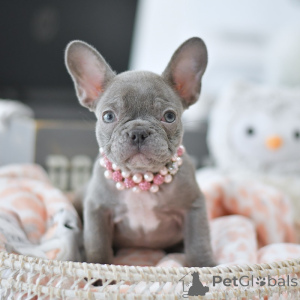 Photo №1. bouledogue - à vendre en ville de Magdebourg | négocié | Annonce №158248