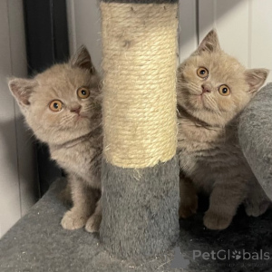 Photo №1. british shorthair - à vendre en ville de Rotterdam | 500€ | Annonce № 178432