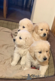 Photos supplémentaires: Chiots Golden Retriever testés prêts maintenant à la vente