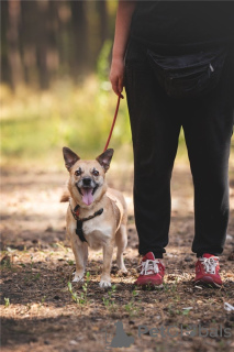 Photos supplémentaires: Le petit chien Suri est entre de bonnes mains.