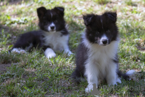 Photo №4. Je vais vendre border collie en ville de Kruševac.  - prix - négocié