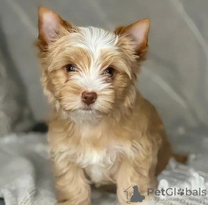 Photo №1. yorkshire terrier - à vendre en ville de Poznan | 400€ | Annonce №126649