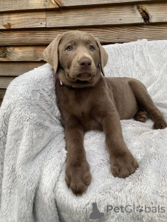 Photo №3. Adorables chiots Labrador Retriever recherchent une famille aimante. France