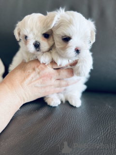 Photo №4. Je vais vendre bichon maltais en ville de Ванкувер.  - prix - 2404€