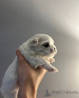 Photo №2 de l'annonce № 161331 de la vente bichon maltais - acheter à République Tchèque 