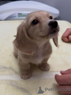 Photo №1. teckel - à vendre en ville de Dresde | négocié | Annonce №163654