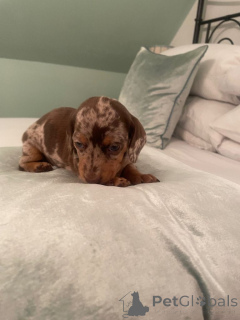 Photo №2 de l'annonce № 166923 de la vente deerhound - acheter à Allemagne annonce privée