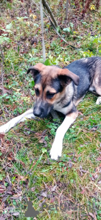 Photo №2 de l'annonce № 155102 de la vente chien bâtard - acheter à Fédération de Russie annonce privée